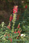 Cardinal flower